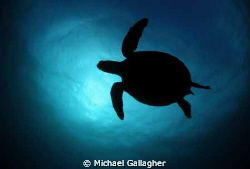 Green Sea Turtle in silhouette, taken today at Julian Roc... by Michael Gallagher 